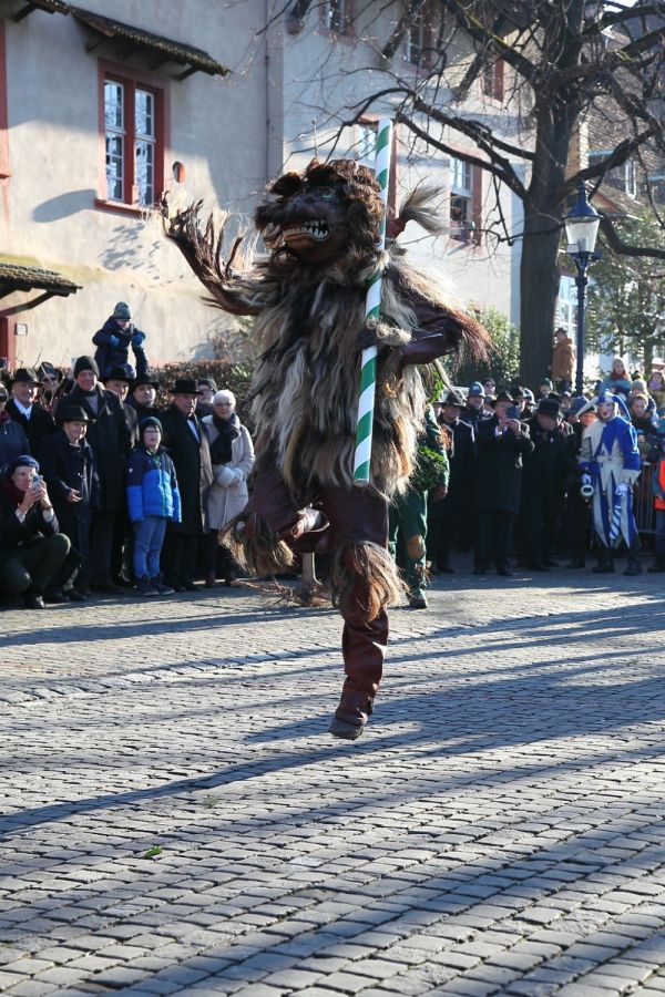 vogel gryff 2024